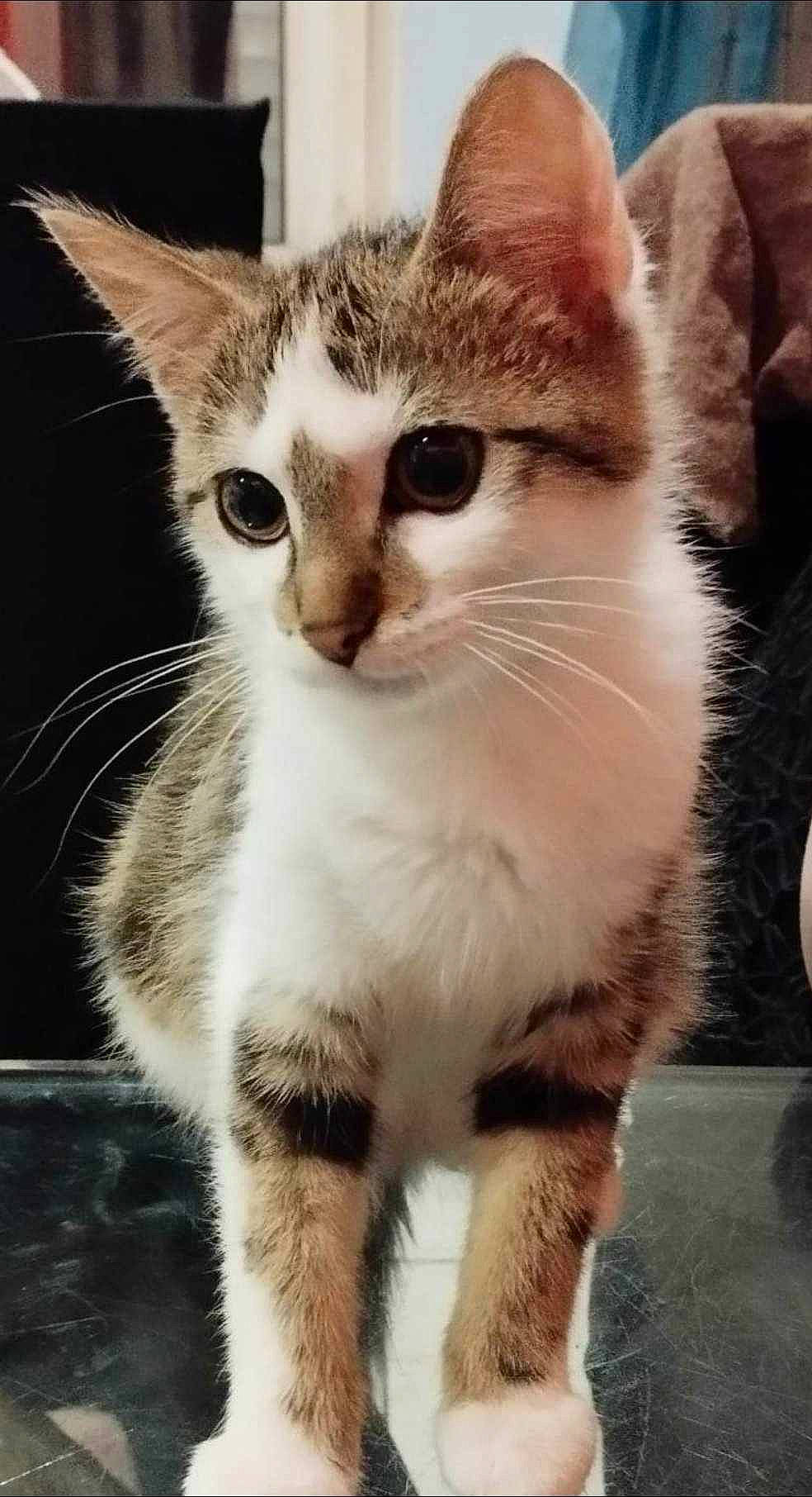 Titi participe au concours pour gagner de l'argent avec cette photo : carnivore, cat, domestic_short_haired_cat, felidae, fur, paw, small_to_medium_sized_cats, snout, terrestrial_animal, whiskers, window