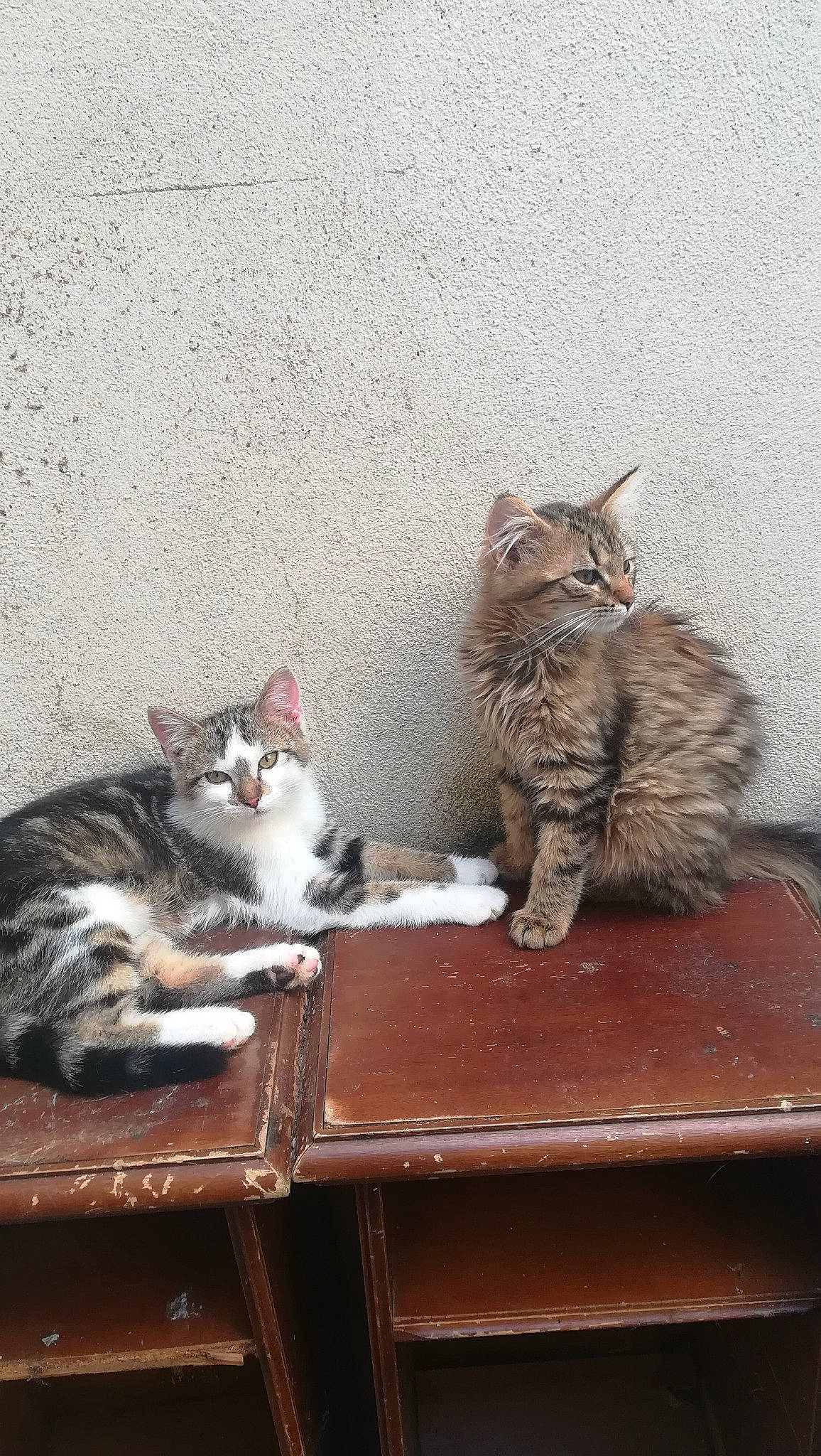 Titi participe au concours pour gagner de l'argent avec cette photo : bench, carnivore, cat, cat_supply, comfort, domestic_short_haired_cat, drawer, felidae, fur, grey, mammal, plant, sitting, small_to_medium_sized_cats, table, tail, vertebrate, whiskers, window, wood