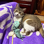 Asher joined the competition — help win amazing prizes! animal, blanket, cat, cozy, cute, domestic, furniture, indoor, octopus_toy, paws, pet, playful, purple_blanket, relaxing, resting, striped, tabby_cat, toy, whiskers, wood