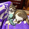 animal, blanket, cat, cozy, cute, domestic, furniture, indoor, octopus_toy, paws, pet, playful, purple_blanket, relaxing, resting, striped, tabby_cat, toy, whiskers, wood
