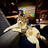 Asher is registered to the contest to win money with this photo: animal, armrest, casual, cat, couch, cozy, domestic, fur, furniture, home, indoor, lounging, paw, pet, relaxed, resting, tabby, whiskers, white_fur, wooden_chair