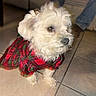 dog, white_dog, plaid_dress, pet_clothing, indoor, tile_floor, curious, small_dog, furry, companion, domestic_animal, cute, portrait, animal, footwear, jeans, furniture, flooring, side_view, pet