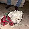 dog, white_dog, plaid_dress, pet_clothing, tile_floor, indoor, couch, person, jeans, brown_shoes, small_dog, shy, festive, home, floor_tiles, animal, cute, sitting, domestic_animal, fur