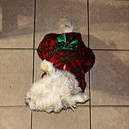 Polvora is registered to the contest to win money with this photo: dog, white_dog, plaid, red_clothing, green_bow, pet_clothing, tile_floor, indoor, small_dog, fluffy, cute, holiday_outfit, animal, pet, fur, lying_down, cozy, festive, companion, adorable