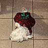 dog, white_dog, plaid, red_clothing, green_bow, pet_clothing, tile_floor, indoor, small_dog, fluffy, cute, holiday_outfit, animal, pet, fur, lying_down, cozy, festive, companion, adorable