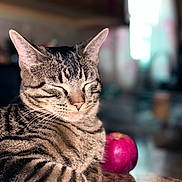 Lilo is registered to the contest to win money with this photo: abyssinian, animal, apple, cat, citrusfruit, egyptiancat, food, fruit, hardwood, kitten, manx, pet, plant, produce, sphere, wood