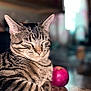 abyssinian, animal, apple, cat, citrusfruit, egyptiancat, food, fruit, hardwood, kitten, manx, pet, plant, produce, sphere, wood