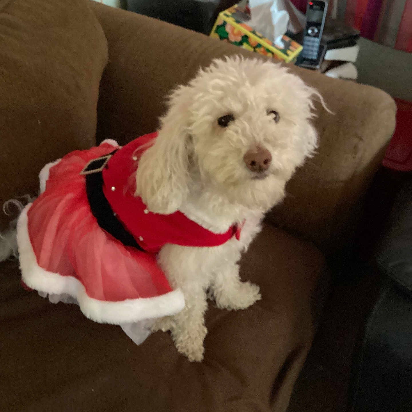 Rosie joined the competition — help win amazing prizes! animal, christmas, companion, costume, couch, curious, cute, dog, domestic, festive, fluffy, fur, holiday_outfit, indoor, looking_up, pet, red_dress, sitting, small_dog, white_dog