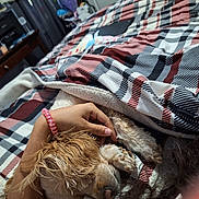 Canelita joined the competition — help win amazing prizes! dog, small_dog, pet, sleeping, cozy, blanket, plaid, bed, bedroom, hand, petting, brown_fur, shaggy_fur, curled_up, relaxed, indoors, home, textile, portrait, cuddle