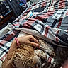 dog, small_dog, pet, sleeping, cozy, blanket, plaid, bed, bedroom, hand, petting, brown_fur, shaggy_fur, curled_up, relaxed, indoors, home, textile, portrait, cuddle