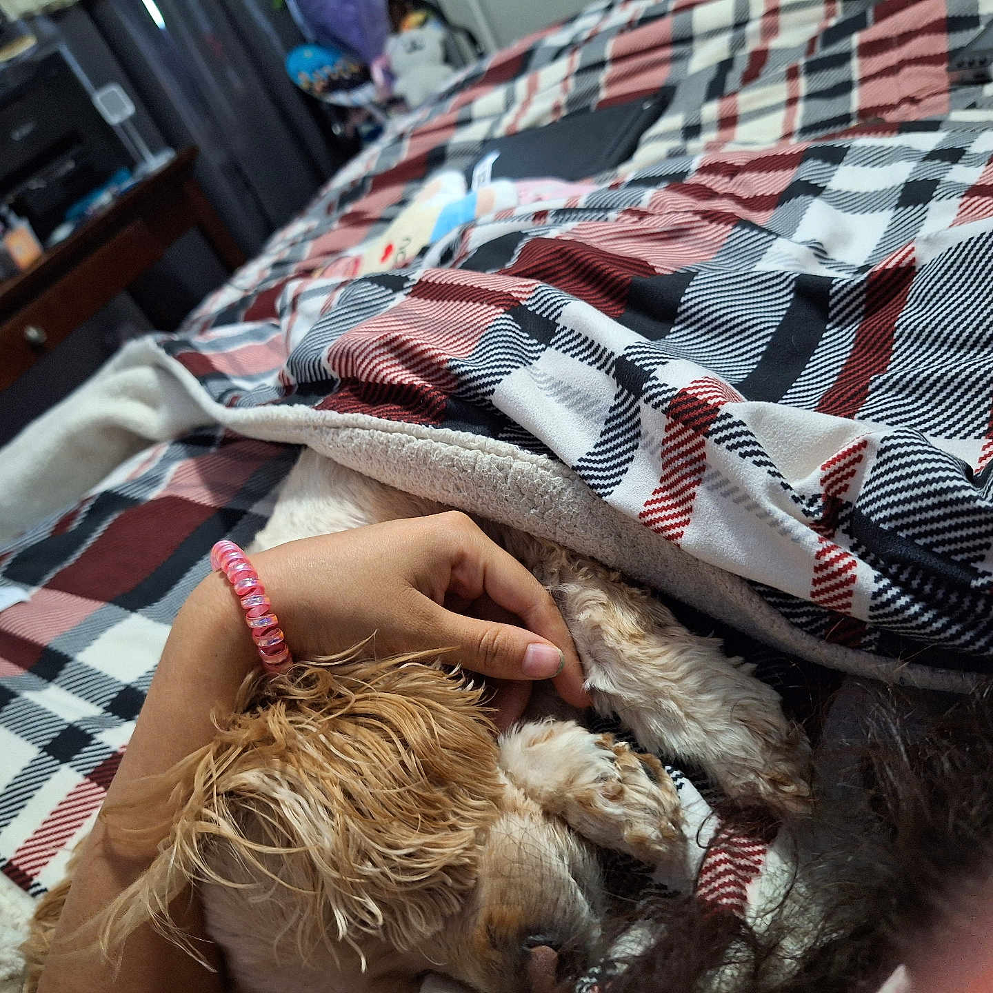 Canelita