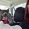 back_seat, blanket, car, car_interior, city, companion, daylight, dog, happy, indoors, pet, photography, portrait, road_trip, seatbelt, selfie, smiling, sunglasses, tongue_out, woman