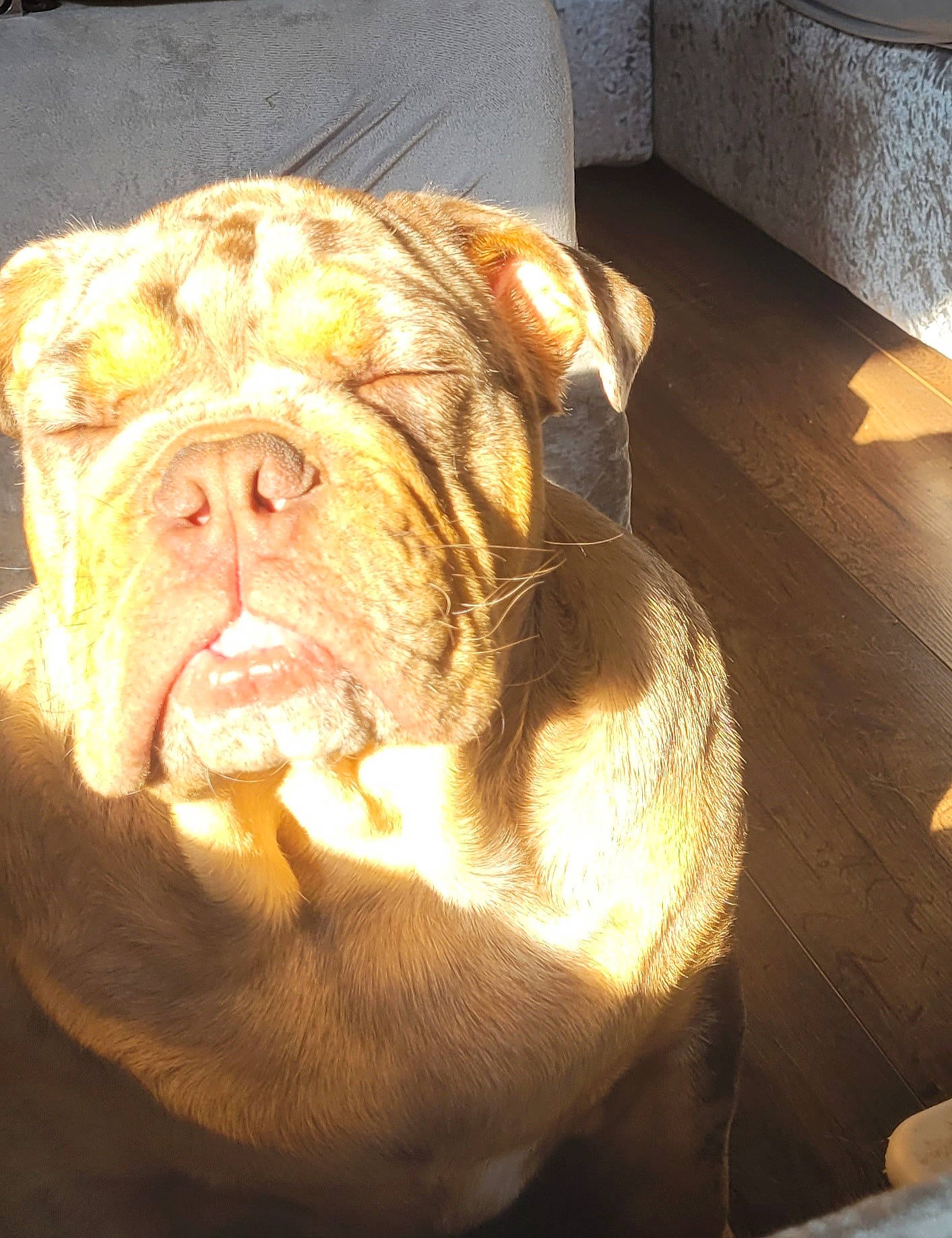 Arry is registered to the contest to win money with this photo: bulldog, canidae, carnivore, companion_dog, dog, dog_breed, fawn, flesh, flooring, fur, liver, non_sporting_group, peach, snout, sporting_group, terrestrial_animal, whiskers, wood, working_animal, wrinkle