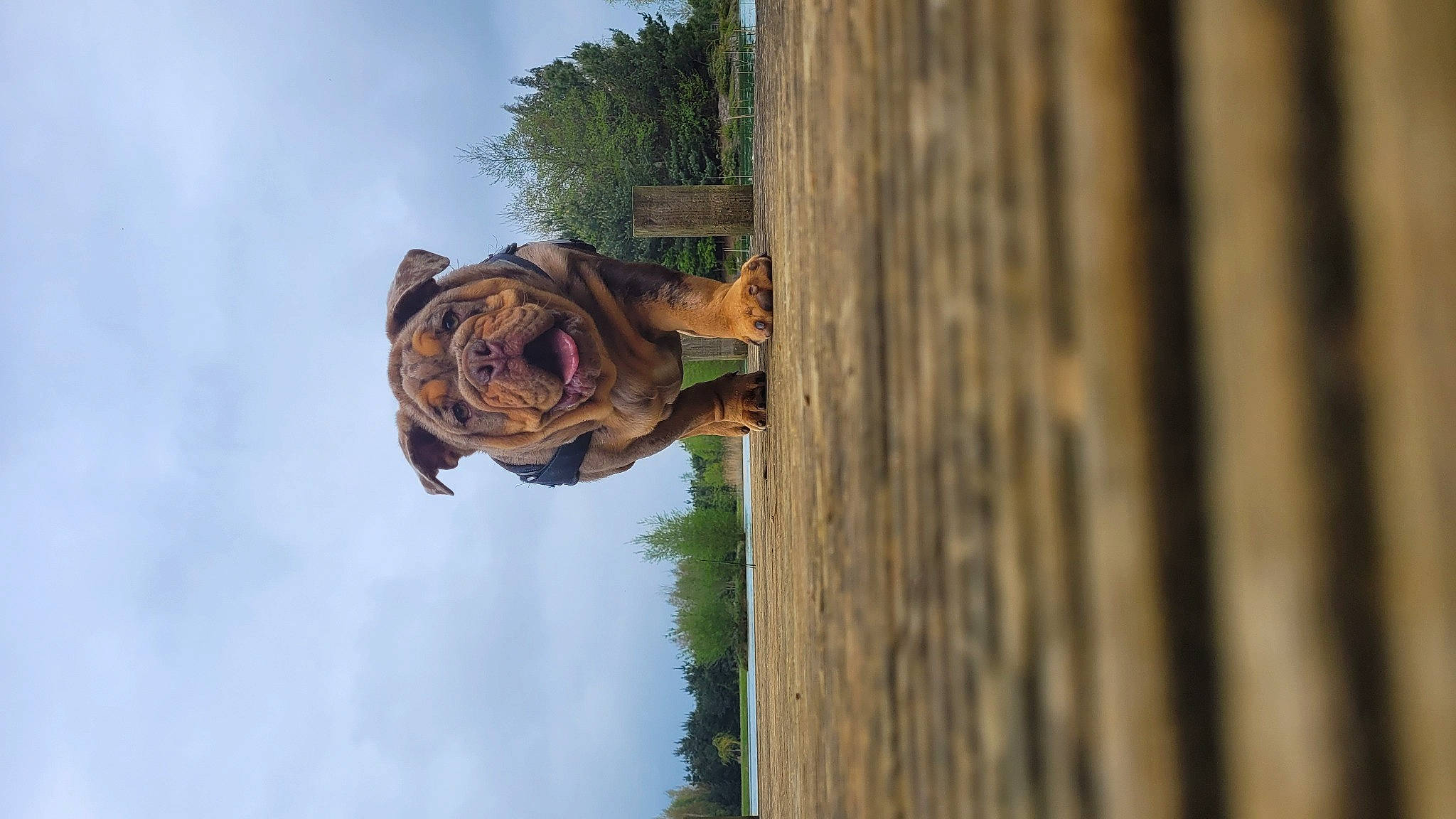 Arry is registered to the contest to win money with this photo: art, cloud, door, eye, grass, house, landscape, leaf, leisure, monument, plant, reflection, sculpture, sky, statue, tree, trunk, vertebrate, water, wood