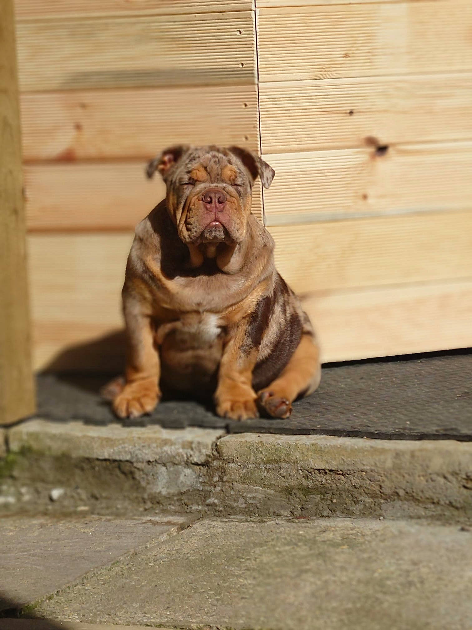 Arry is registered to the contest to win money with this photo: art, bear, big_cats, canidae, carnivore, companion_dog, concrete, dog_breed, fawn, flooring, road_surface, snout, sporting_group, tail, terrestrial_animal, wildlife, wood, wrinkle