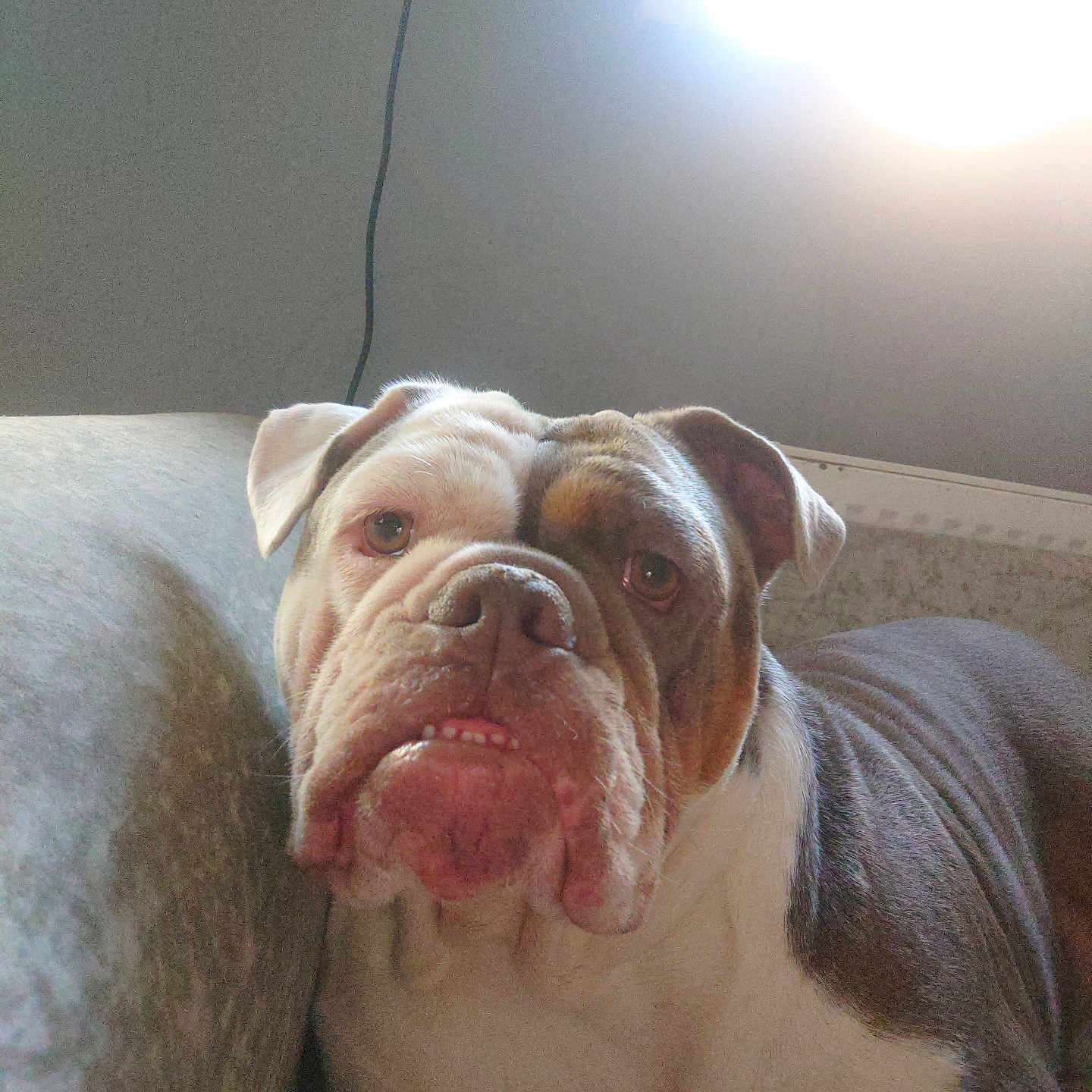 Doris joined the competition — help win amazing prizes! animal, bostonbull, boxer, bulldog, canine, couch, dog, frenchbulldog, furniture, person, pet, pitbull, puppy, sleeping