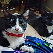 Sylvester joined the competition — help win amazing prizes! cat, tuxedo_cat, pet, indoor, lap, collar, animal, feline, relaxed, black_and_white, paw, person, clothing, fabric, home, domestic, cute, two_cats, resting, curious