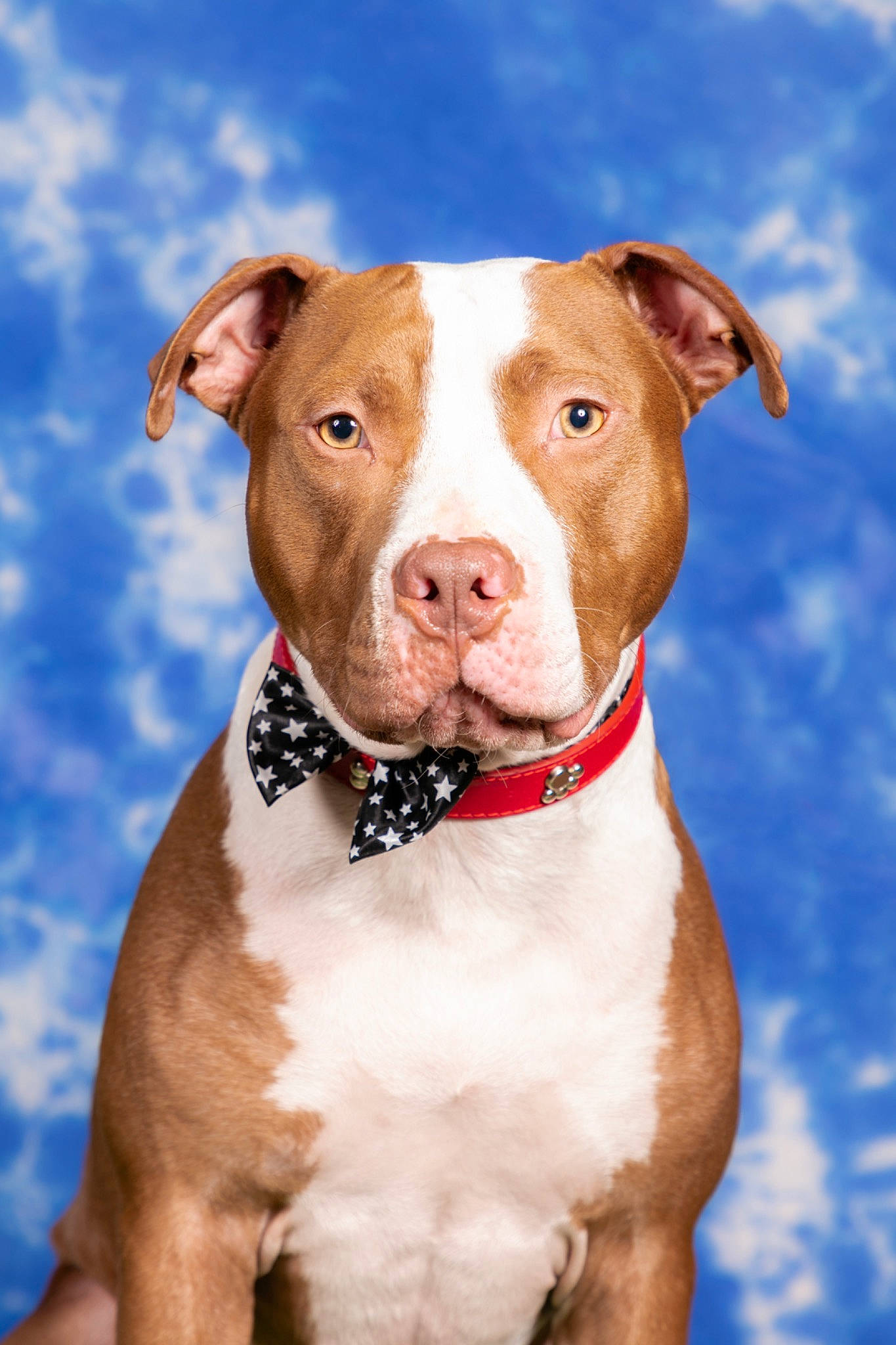 Toro participe au concours pour gagner de l'argent avec cette photo : blue, canidae, carnivore, cloud, collar, companion_dog, dog, dog_breed, dog_collar, fawn, fur, liver, non_sporting_group, paint, pet_supply, sky, snout, sporting_group, whiskers, working_animal