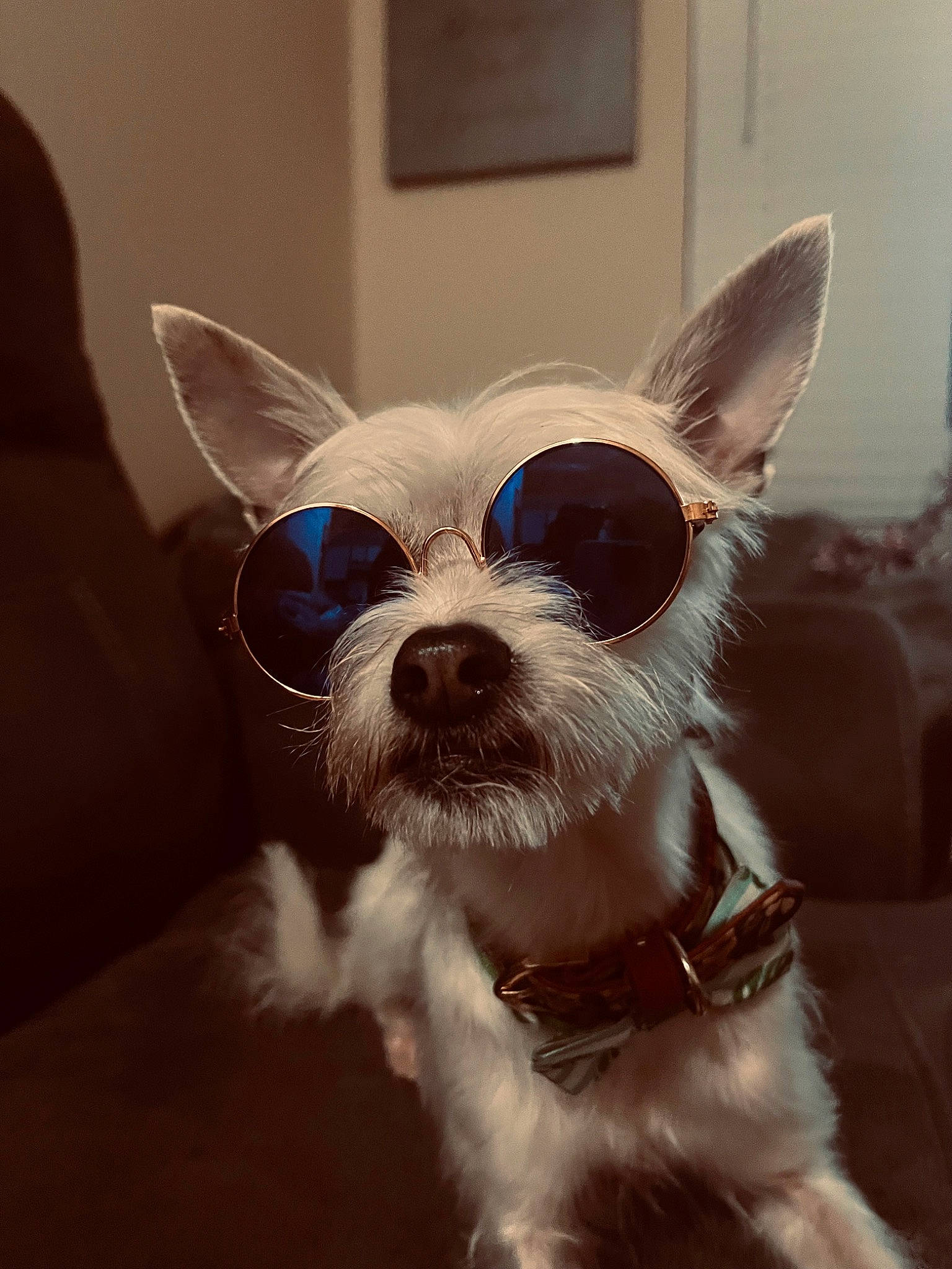 Maizy is registered to the contest to win money with this photo: canidae, carnivore, collar, companion_dog, dog, dog_breed, dog_supply, ear, eyewear, fawn, fur, glasses, small_terrier, snout, sporting_group, tail, terrier, toy_dog, whiskers, working_animal