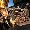 Bosa is registered to the contest to win money with this photo: animal, black_fur, brown_eyes, canine, car, car_seat, close_up, daylight, dog, ears, french_bulldog, indoor, leather_seat, pet, portrait, relaxing, resting, sunlight, sunshine, wrinkles