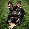 alert, animal, black_and_tan, canine, close_up, collar, cute, dog, ears, french_bulldog, fur, grass, lying_down, muzzle, outdoor, paw, pet, pet_accessory, portrait, tag