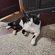 Thor joined the competition — help win amazing prizes! animal, black_and_white, carpet, cat, close_up, curious, cute, domestic, door, feline, floor, fur, household, indoor, laying_down, paw, pet, relaxed, whiskers, wooden_cabinet