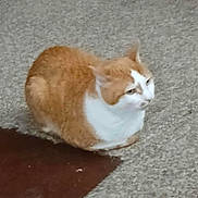 Simba joined the competition — help win amazing prizes! cat, orange_cat, white_cat, loaf_position, carpet, indoor, pet, feline, animal, fur, resting, cute, domestic, mammal, quiet, cozy, brown_patch, floor, side_view, calm