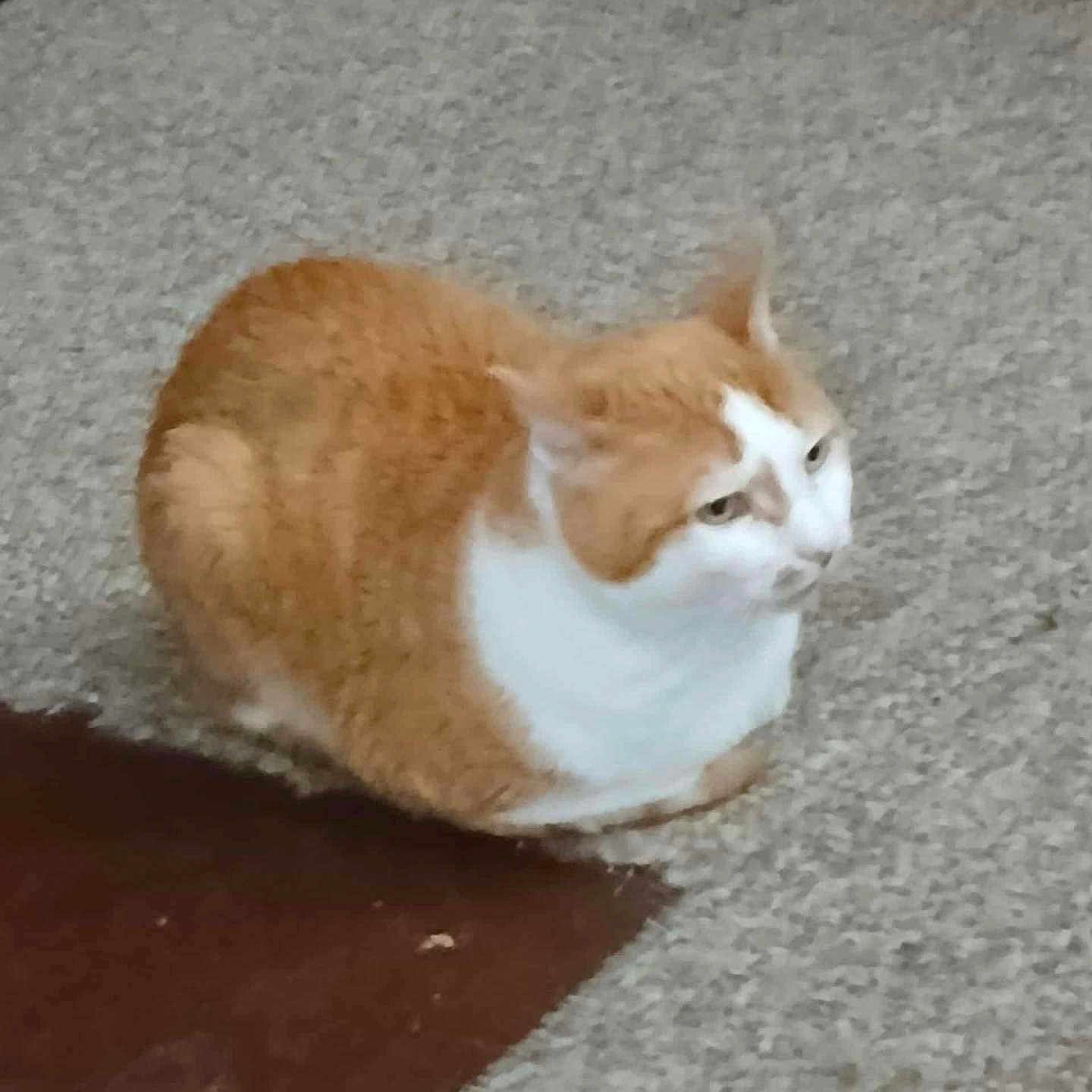 Simba