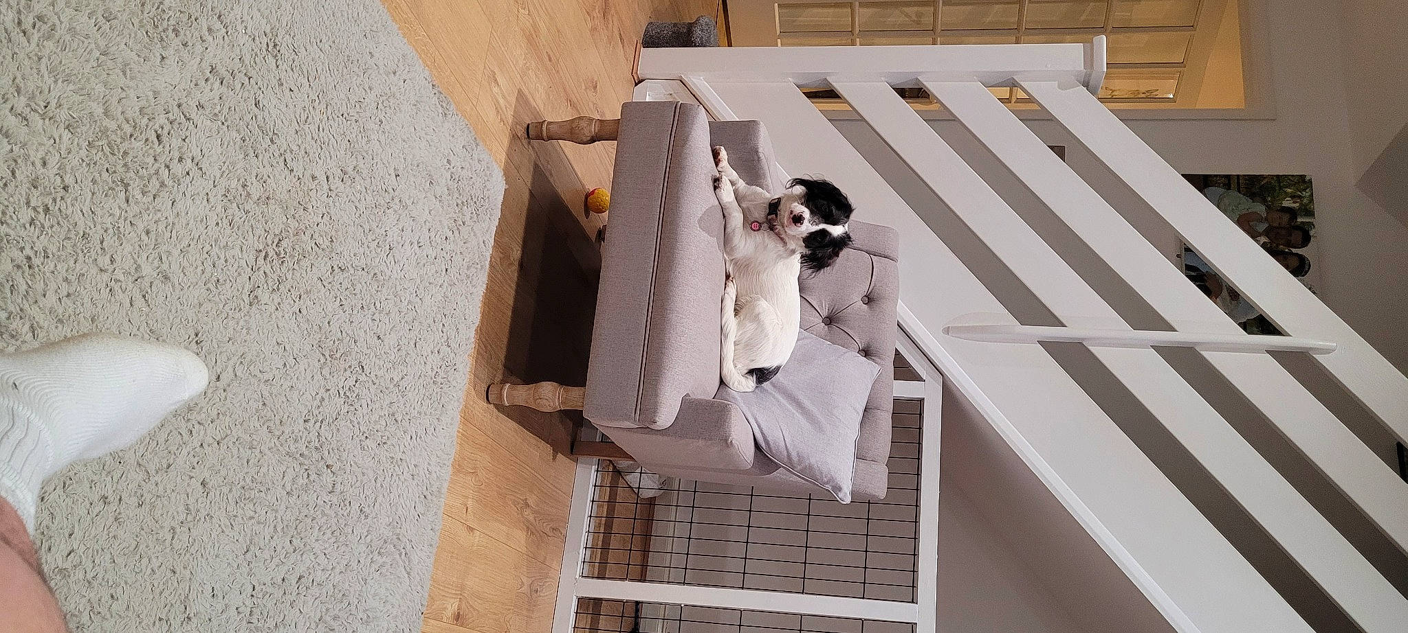 Nala joined the competition — help win amazing prizes! baluster, building, carnivore, companion_dog, composite_material, concrete, daylighting, dog, facade, floor, flooring, handrail, hardwood, rectangle, roof, room, sporting_group, stairs, symmetry, wood