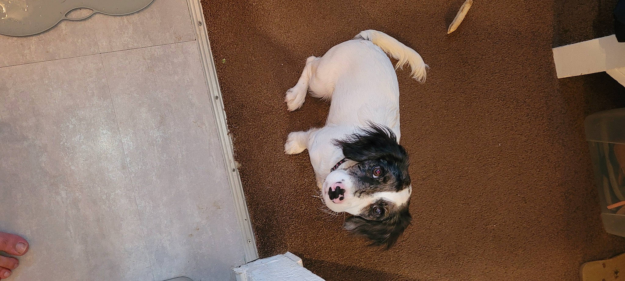 Nala is registered to the contest to win money with this photo: canidae, carnivore, companion_dog, dog, dog_breed, dog_supply, fawn, fur, non_sporting_group, paw, pet_supply, snout, sporting_group, tail, terrestrial_animal, toy_dog, working_animal