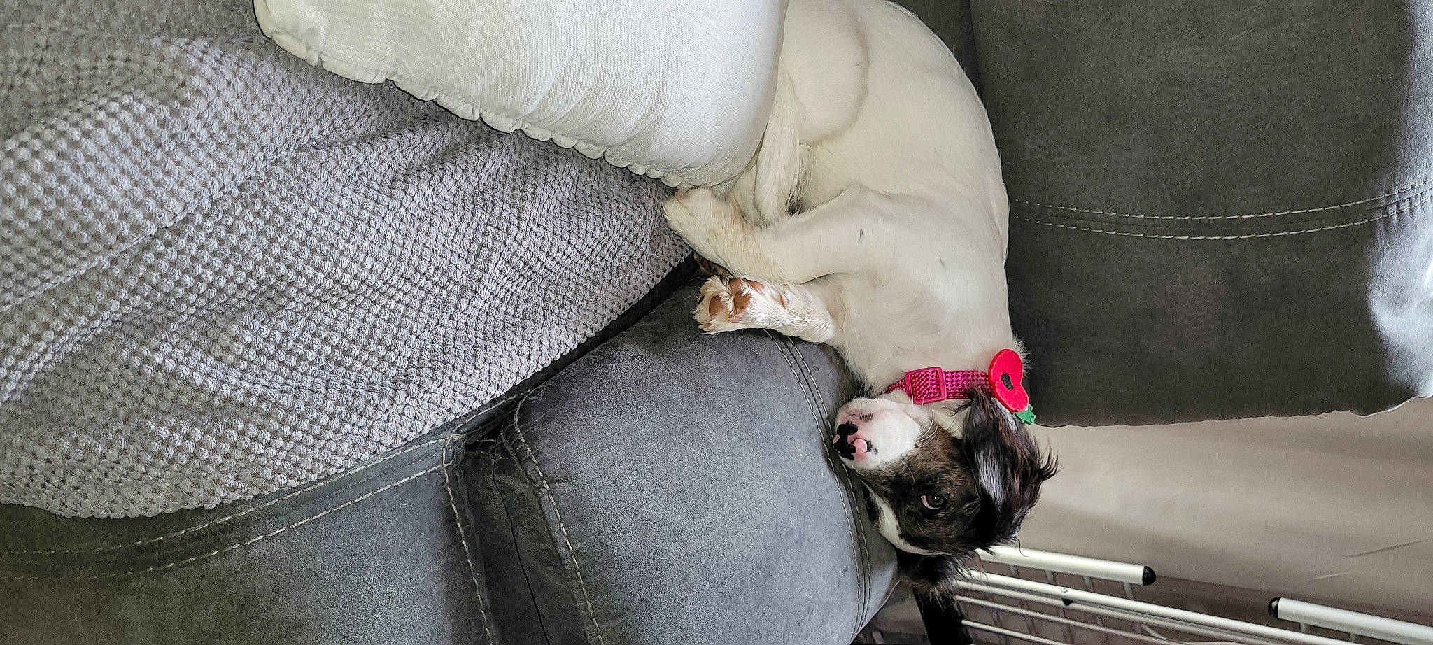 Nala joined the competition — help win amazing prizes! canidae, carnivore, collar, comfort, companion_dog, dog, dog_breed, dog_supply, fawn, fur, human_leg, leash, mammal, paw, snout, sporting_group, tail, toy_dog, whiskers, working_animal