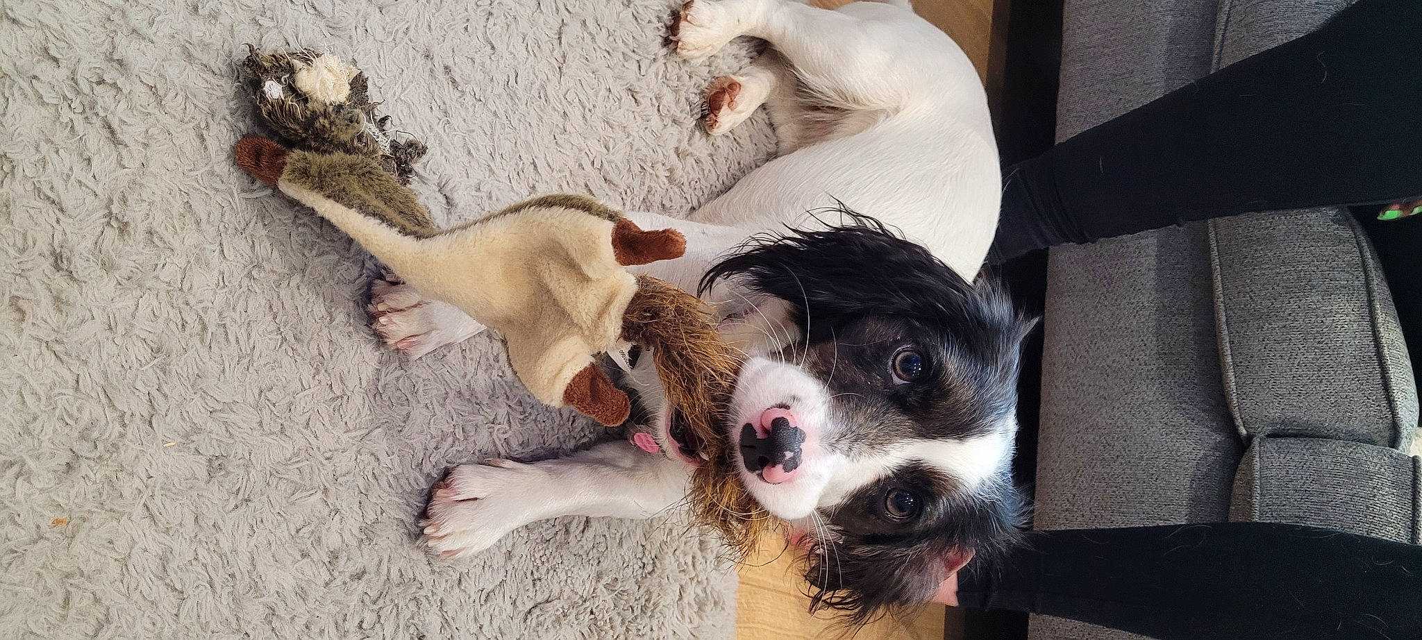 Nala is registered to the contest to win money with this photo: canidae, carnivore, collar, companion_dog, dog, dog_breed, dog_collar, fang, fawn, fur, non_sporting_group, paw, puppy, snout, sporting_group, street_dog, tail, whiskers, working_animal, working_dog