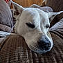 dog, resting, close_up, brown_couch, indoor, relaxed, sleepy, pet, canine, fur, snout, ears, texture, comfort, domestic, animal, home, wood_floor, quiet, peaceful