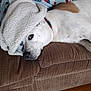 Lucy Carter Mcclure is registered to the contest to win money with this photo: dog, blanket, couch, pet, indoor, relaxing, fur, brown, white, collar, wooden_floor, resting, cozy, home, animal, snug, comfort, canine, furniture, laying_down