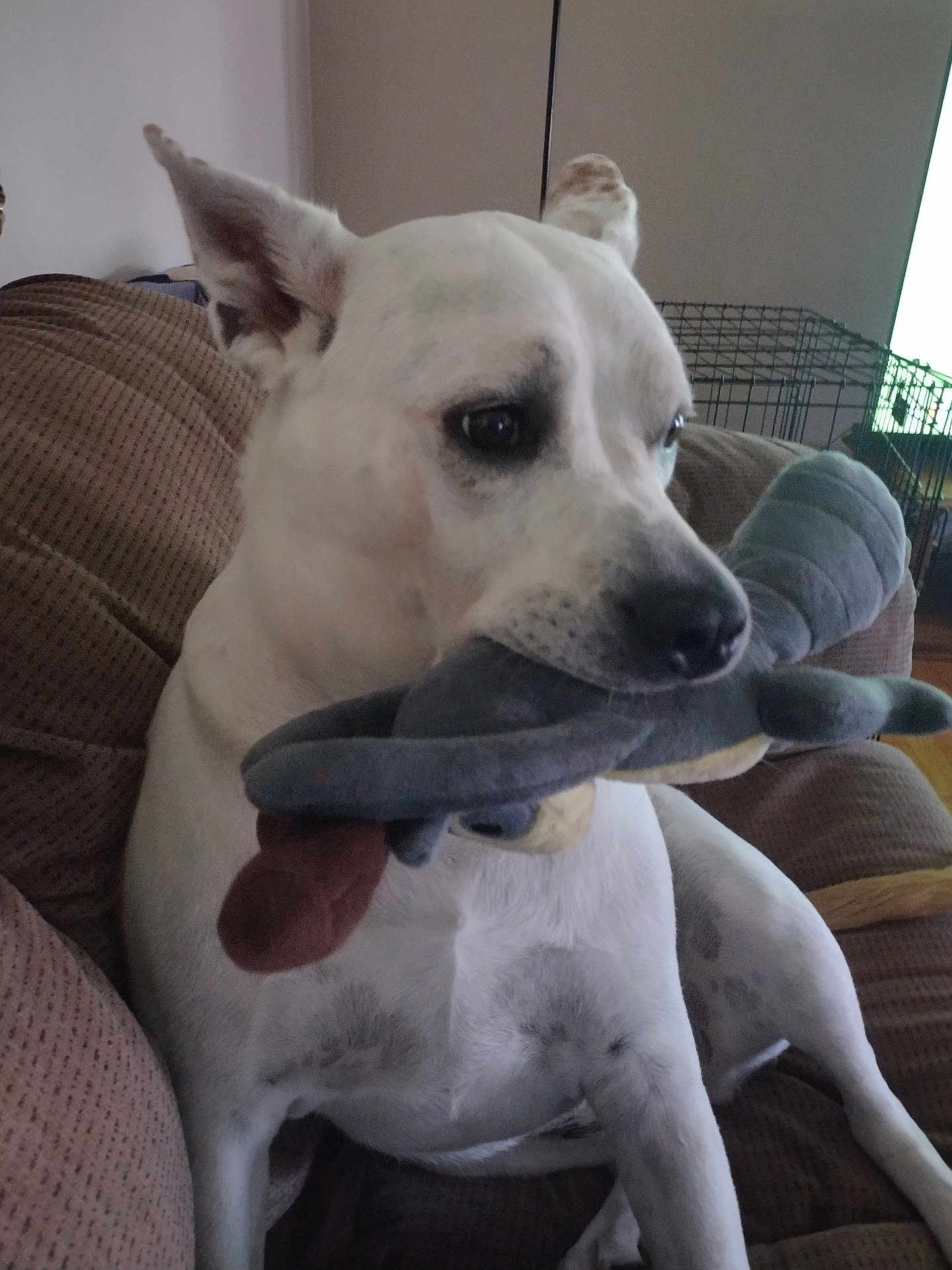 Lucy Carter Mcclure is registered to the contest to win money with this photo: dog, white_dog, plush_toy, couch, indoor, pet, animal, canine, furniture, home, dog_toy, relaxed, seated, brown_couch, domestic, companion, ears_up, looking_away, household, crate