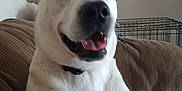 Lucy Carter Mcclure joined the competition — help win amazing prizes! dog, white_dog, pet, indoor, couch, smiling, happy, collar, canine, animal, furniture, crate, brown_couch, ears, tongue, mouth_open, friendly, companion, domestic_animal, sitting