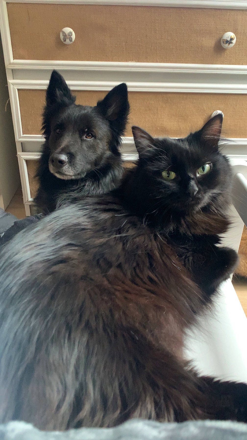 Paillette a rejoint le concours — aidez-le/la à gagner de superbes lots ! black_cat, bombay, carnivore, cat, claw, domestic_short_haired_cat, felidae, flooring, fur, grey, paw, shelf, small_to_medium_sized_cats, snout, tail, terrestrial_animal, vertebrate, whiskers, window