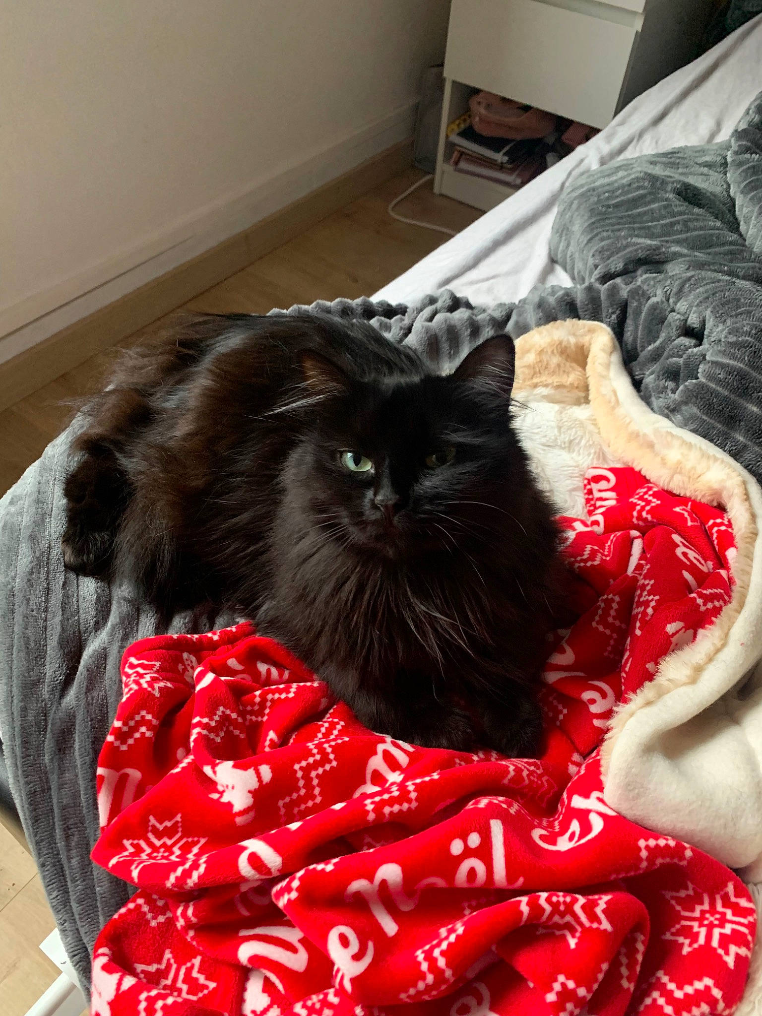 Paillette a rejoint le concours — aidez-le/la à gagner de superbes lots ! bag, baggage, black_cat, canidae, carmine, carnivore, cat, comfort, companion_dog, dog_breed, felidae, fur, grey, linens, mammal, pattern, room, small_to_medium_sized_cats, tail, whiskers