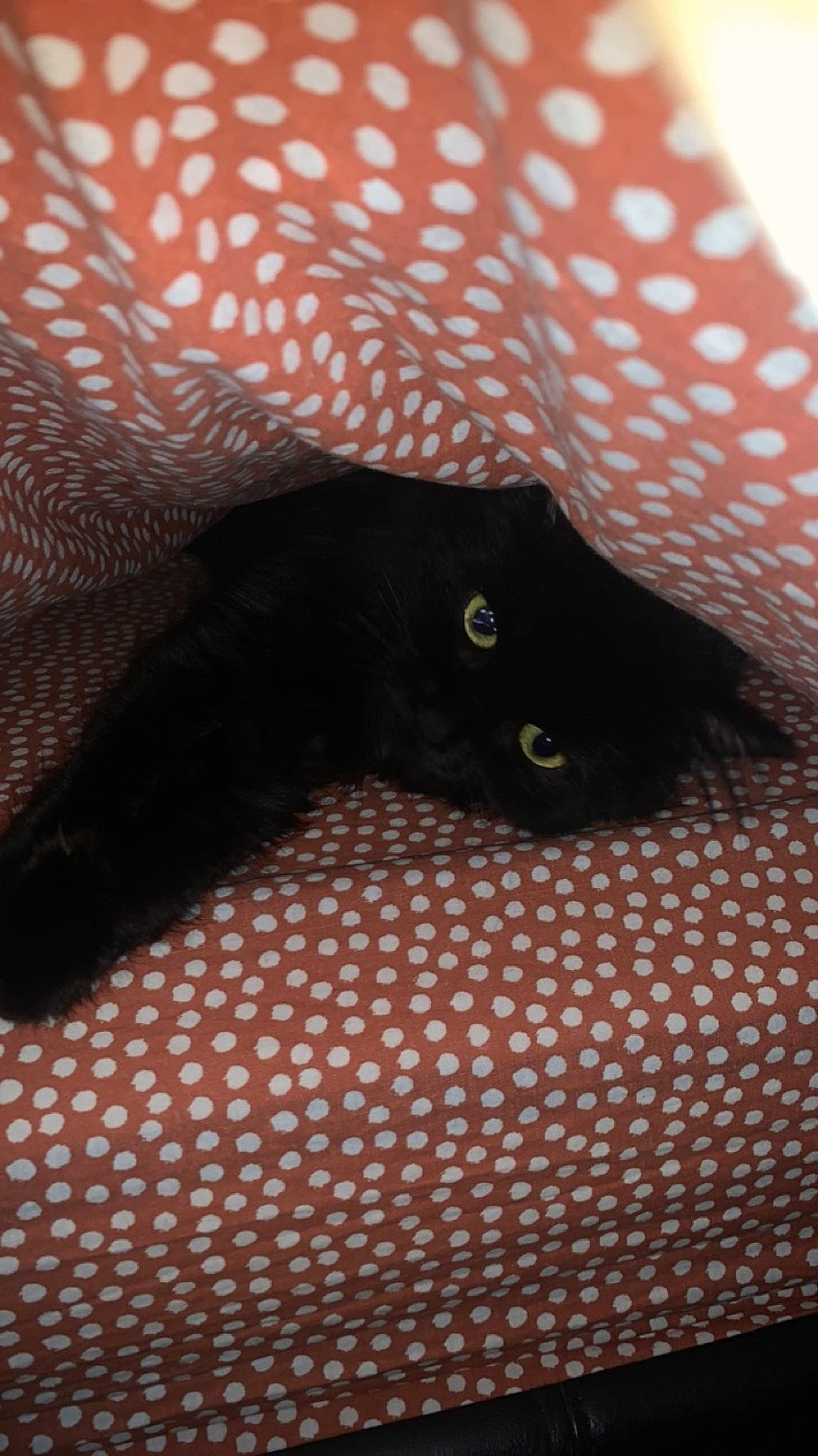 Paillette participe au concours pour gagner de l'argent avec cette photo : black_cat, carnivore, cat, claw, comfort, domestic_short_haired_cat, felidae, flooring, fur, grey, human_leg, linens, pattern, small_to_medium_sized_cats, snout, tail, terrestrial_animal, whiskers