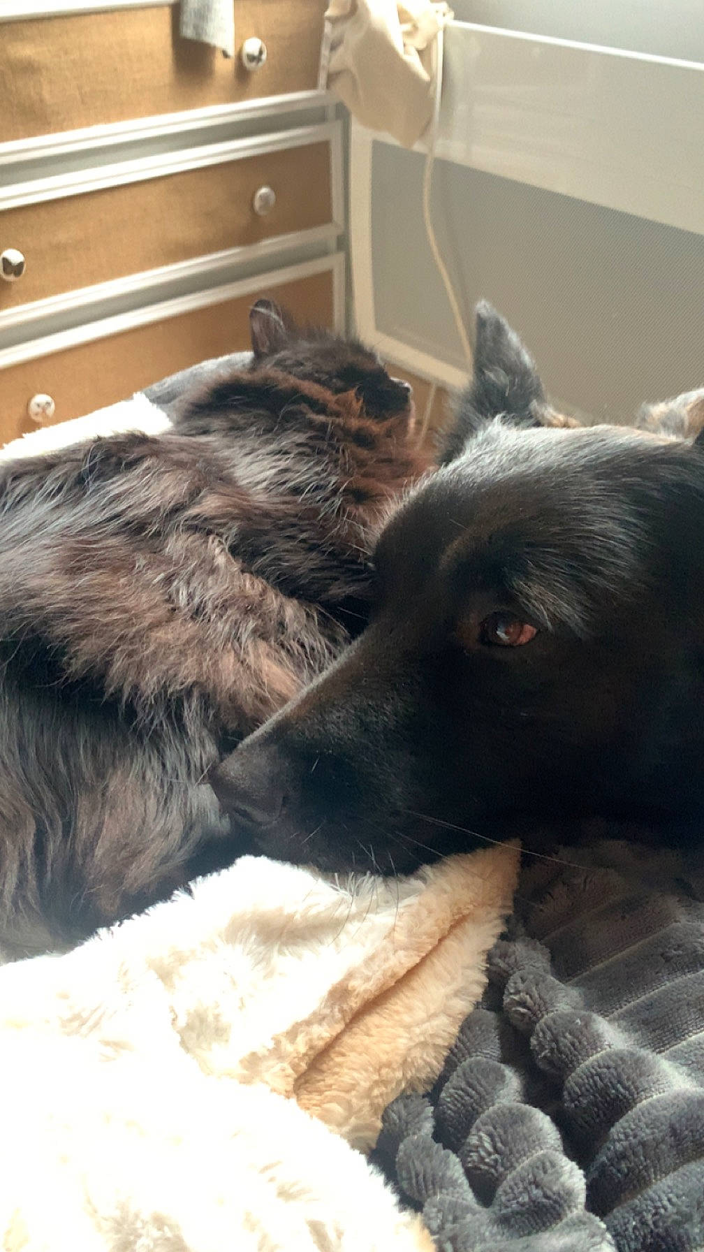 Paillette participe au concours pour gagner de l'argent avec cette photo : cabinetry, canidae, carnivore, claw, comfort, companion_dog, dog, dog_breed, drawer, felidae, fur, guard_dog, hardwood, small_to_medium_sized_cats, snout, sporting_group, terrestrial_animal, whiskers, wood, working_animal