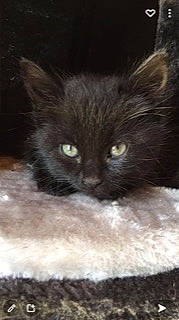 Minette a rejoint le concours — aidez-le/la à gagner de superbes lots ! black_cat, carnivore, cat, claw, comfort, domestic_short_haired_cat, felidae, fur, small_to_medium_sized_cats, snout, tail, terrestrial_animal, whiskers