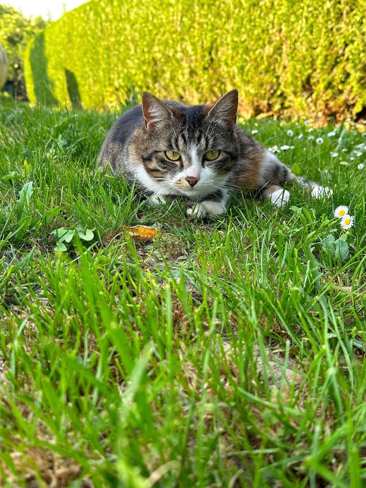 Momo participe au concours pour gagner de l'argent avec cette photo : cat, felidae, flower, fur, grass, grassland, groundcover, herbaceous_plant, lawn, natural_landscape, pasture, people_in_nature, plant, poales, sedge_family, small_to_medium_sized_cats, tail, terrestrial_animal, tree, whiskers