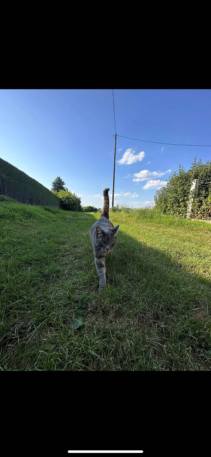 Chucky participe au concours pour gagner de l'argent avec cette photo : cloud, field, flash_photography, grass, grass_family, grassland, happy, horizon, land_lot, landscape, leaf, meadow, natural_landscape, pasture, people_in_nature, plant, prairie, sky, tree, vegetation