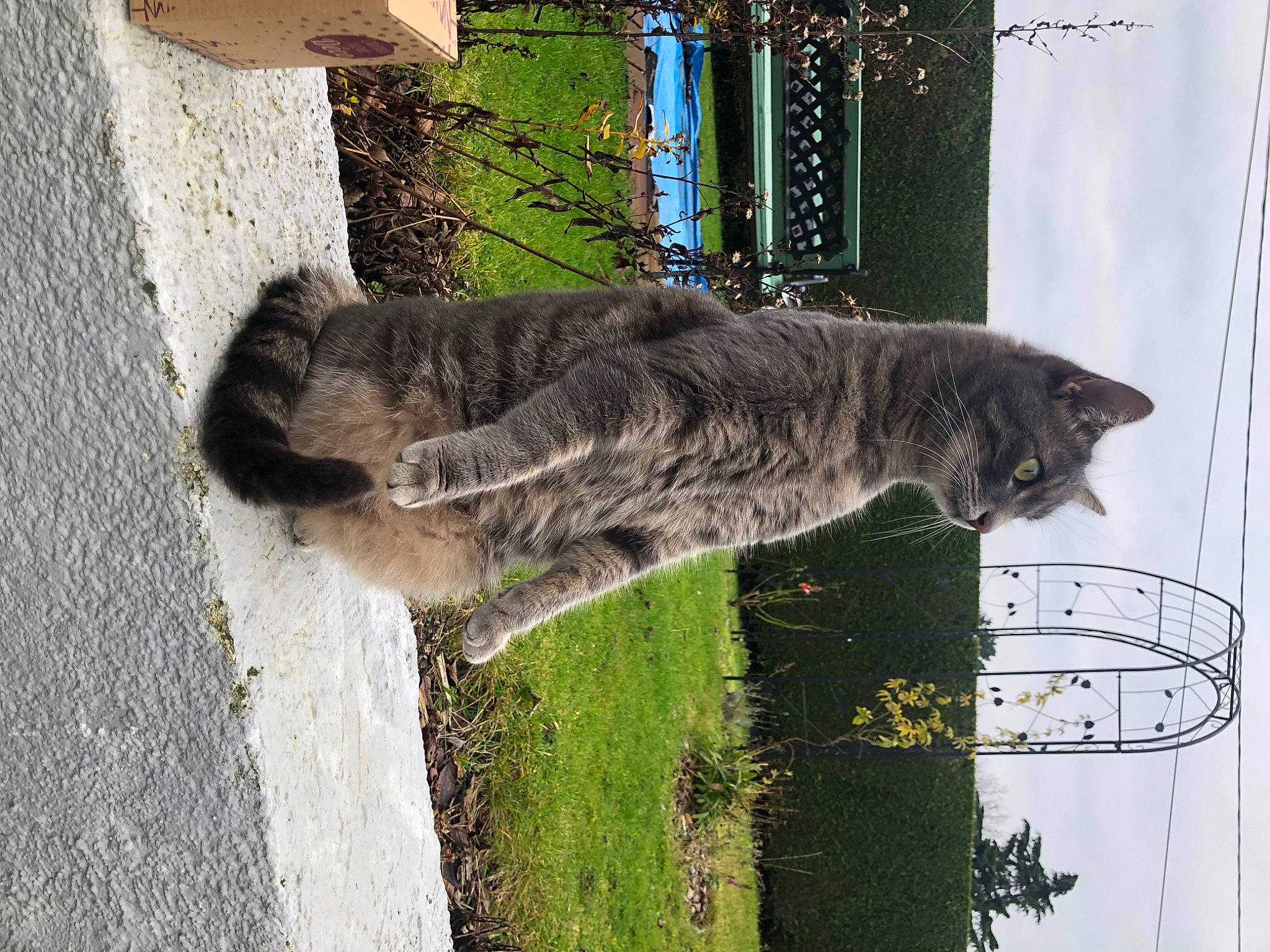 Chucky participe au concours pour gagner de l'argent avec cette photo : carnivore, cat, domestic_short_haired_cat, felidae, fur, grass, lynx, plant, small_to_medium_sized_cats, snout, sporting_group, tail, terrestrial_animal, tree, trunk, water, whiskers, wood