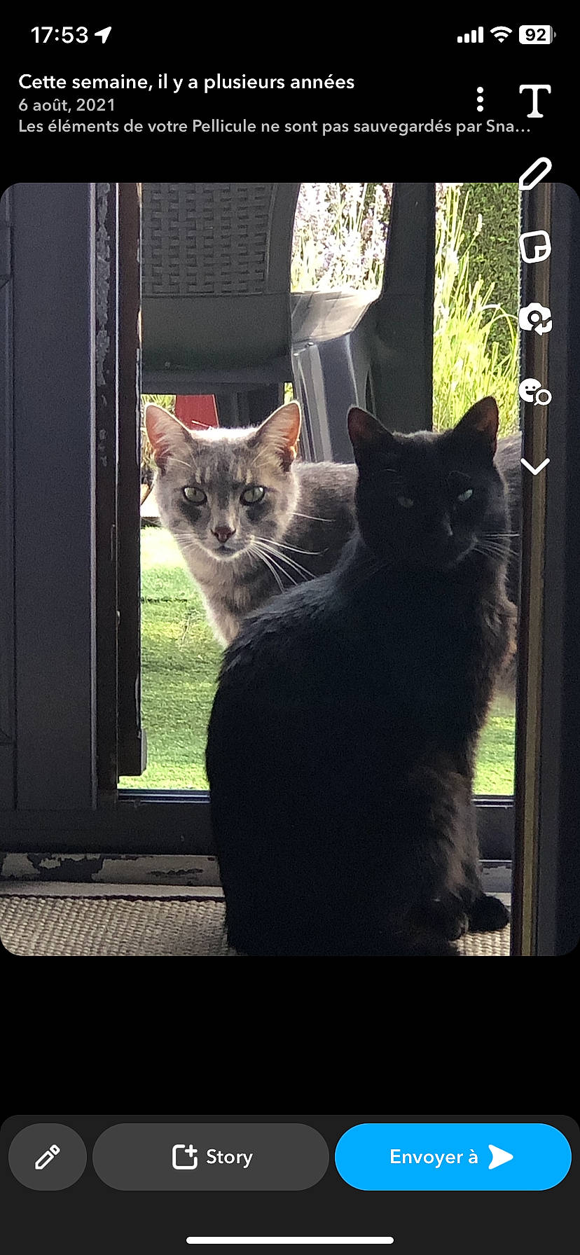 Chucky a rejoint le concours — aidez-le/la à gagner de superbes lots ! carnivore, cat, darkness, domestic_short_haired_cat, felidae, fixture, fur, grass, grey, light, mammal, morning, plant, small_to_medium_sized_cats, sunlight, tail, tints_and_shades, vertebrate, whiskers, window