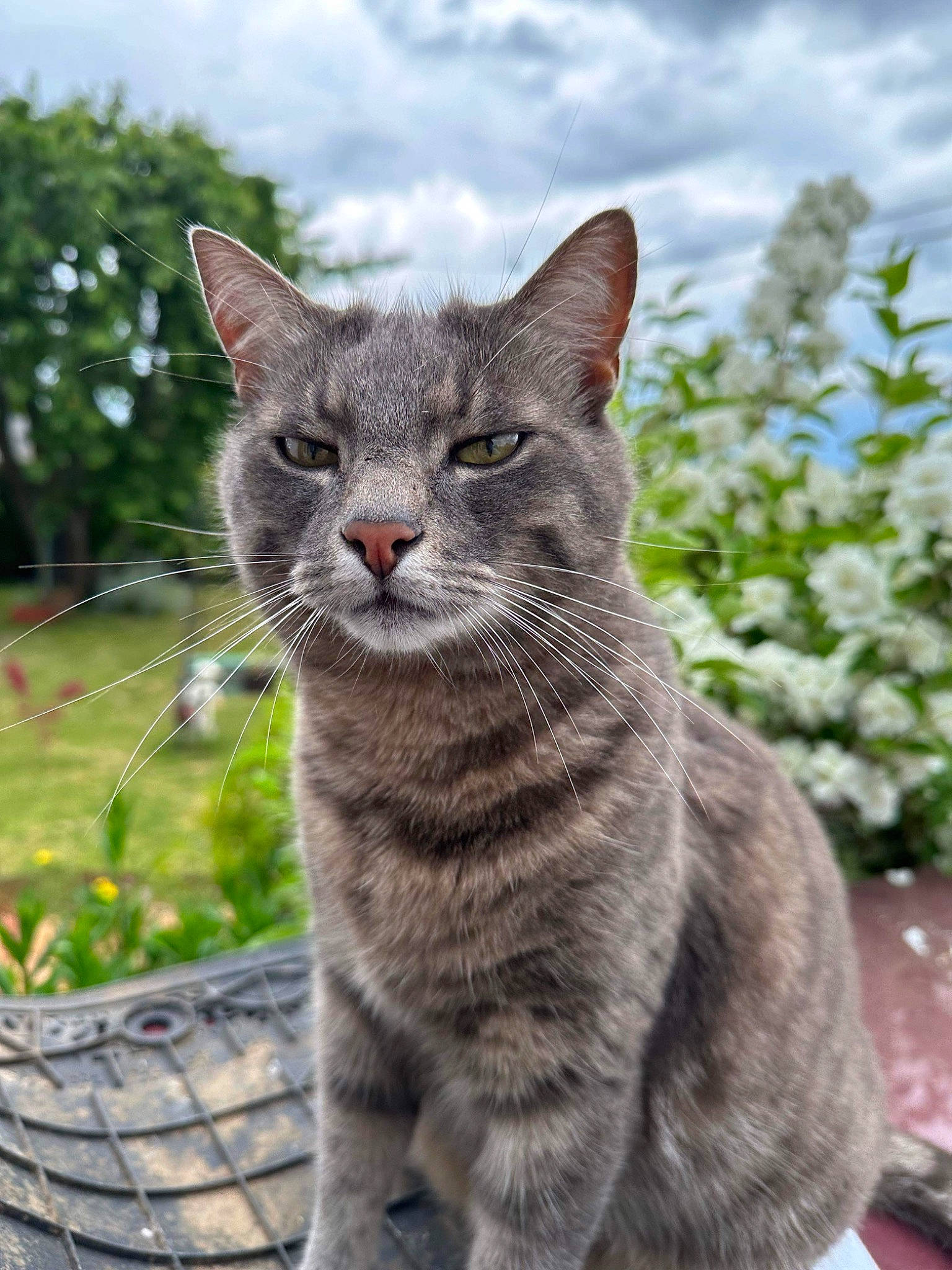 Chucky a rejoint le concours — aidez-le/la à gagner de superbes lots ! basket, carnivore, cat, cloud, domestic_short_haired_cat, felidae, flowerpot, fur, grass, plant, sitting, sky, small_to_medium_sized_cats, snout, tail, terrestrial_animal, tree, whiskers, wildlife, window