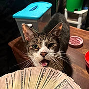 Samson is registered to the contest to win money with this photo: animal, background, cat, close_up, container, curious, currency, domestic_cat, fanned_money, focus, green_bucket, indoor, indoor_lighting, money, open_mouth, pet, pink_bowl, table, whiskers, wooden_surface
