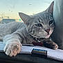 Navi joined the competition — help win amazing prizes! animal, car_interior, cat, closeup, collar, cute, dashboard, domestic_cat, feline, fur, gray_tabby, indoor, laying_down, paw, pet, portrait, relaxed, sunset, whiskers, window