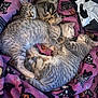 Navi is registered to the contest to win money with this photo: animal, blanket, cat, cozy, cute, fur, indoor, kitten, patterned_blanket, pets, pile, pink_blanket, relaxed, resting, sleeping, snuggling, soft, striped_fur, tabby_cat, three_cats