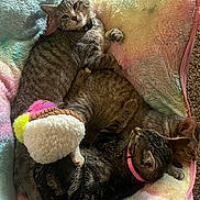 Navi is registered to the contest to win money with this photo: animal, blanket, carpet, cat, collar, cozy, curious, cute, feline, fur, indoor, pets, pink_collar, plush_toy, relaxed, resting, sleeping, snuggling, soft_texture, tabby_cat